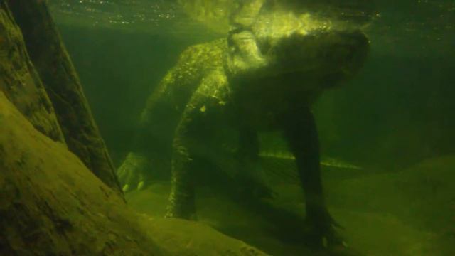 Крокодил (Crocodilia). Московский зоопарк (Moscow Zoo). смотреть онлайн