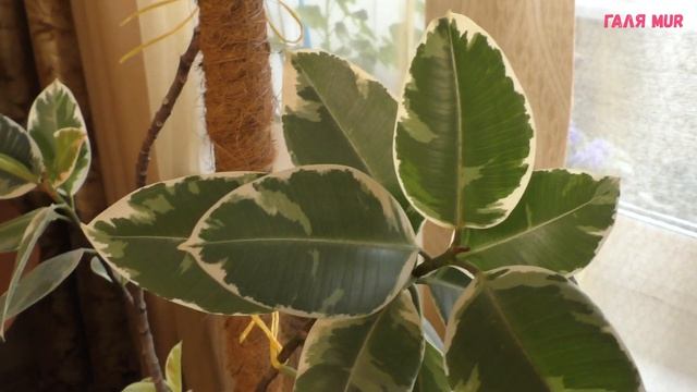 Фикус каучуконосный Уход и размножение смотреть онлайн