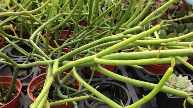 Euphorbia tirucalli Linn 多肉植物辨識 綠珊瑚 смотреть онлайн