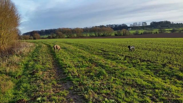Weimaraner and cocker spaniel winter walk смотреть онлайн