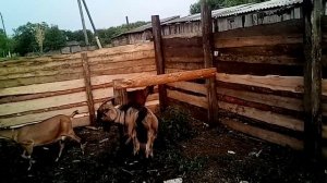 Строим загоны и навесы для поросят