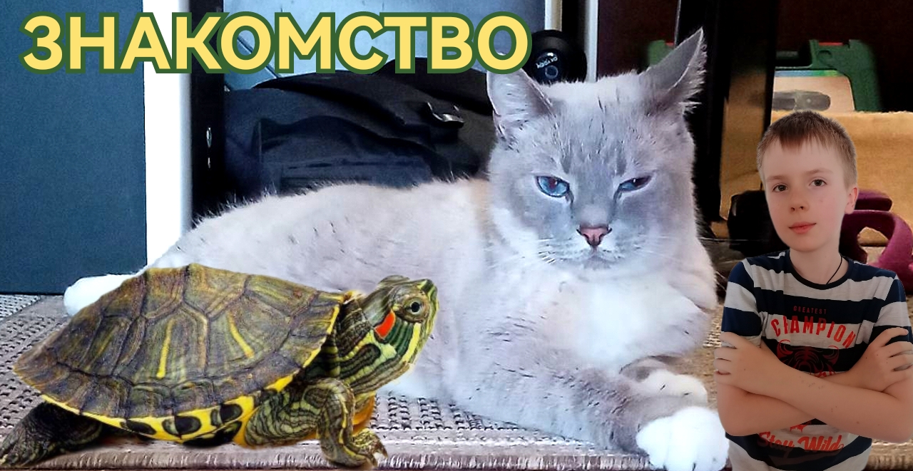 Первое знакомство красноухой черепахи Мивы с кошкой Мэри. смотреть онлайн