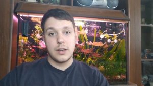 Аквариумные креветки неокардины: цветовые вариации,содержание,размножение