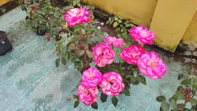 Nicole Floribunda Rose Variety | Nicole | Best Rose For Beginners | Nicole Roses For Beginners