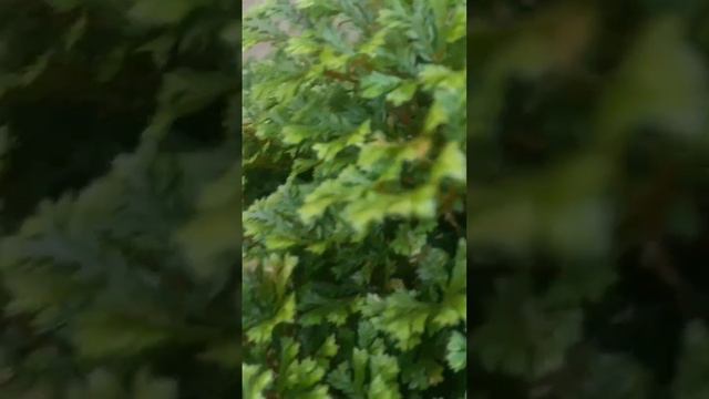 My Healthy Selaginella🌳