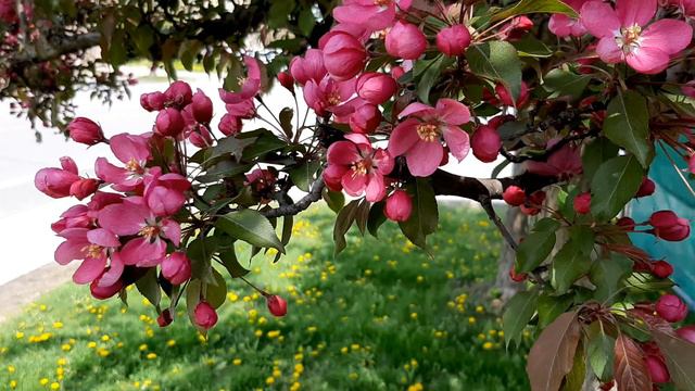 Spring Flowers in Toronto Gardens and Parks - Virtual Walking around the World, Canada, смотреть онлайн