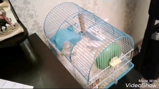 Как приучить хомяка к рукам??? смотреть онлайн