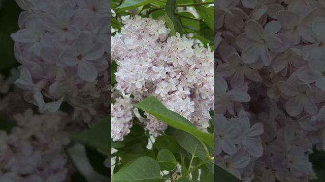 Сирень смотреть онлайн