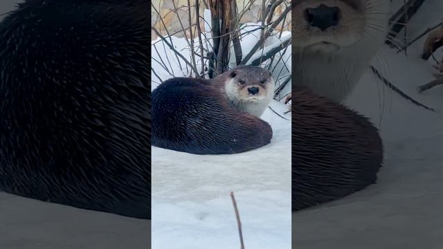 Вот так весенний щебет птиц мешает нашему сумеречному хищнику Финику видеть сладкие дневные сны.😁💤 смотреть онлайн
