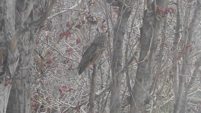 Сова. смотреть онлайн