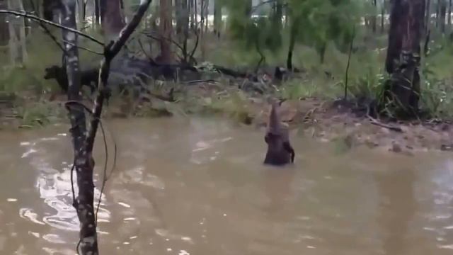 Кенгуру в луже спасается от охотничьих собак Случай на охоте Приколы с животными смотреть онлайн
