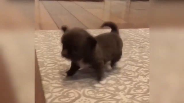 Красивые щенята 😄😅😆 Милые щенки Щенок спит 😅 смотреть онлайн