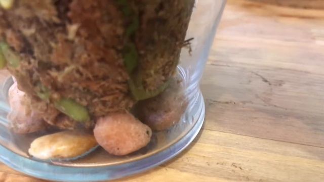 Dendrobium Aridang Blue Angel смотреть онлайн