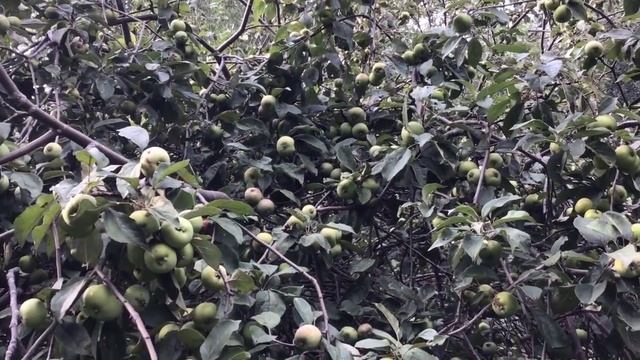 НОВАЯ КРЫША ДЛЯ СТАРОГО ДОМА В ДЕРЕВНЕ. смотреть онлайн