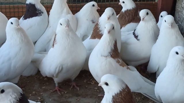 Гривуны Ижевские смотреть онлайн