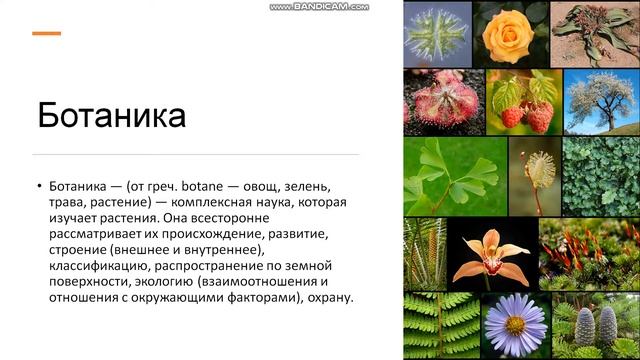 6 класс Биология — наука о живой природе Особь и вид Царства организмов Ботаника Значение растений смотреть онлайн