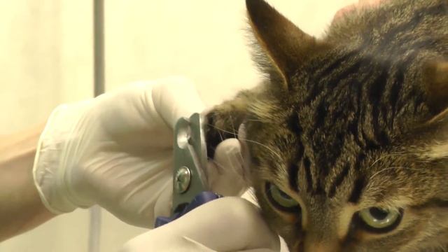 обрезка когтей кошке смотреть онлайн