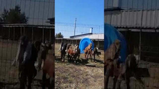 IMG 2090 Восточные козы. Козы Камори. Козы Битал. Новосибирск. Вацап 89130003484 смотреть онлайн