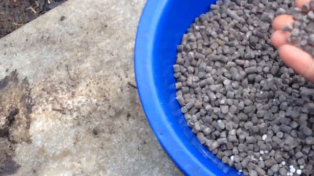 ЧЕСНОК В ИЮНЕ. ЧЕМ ПОДКОРМИТЬ. смотреть онлайн