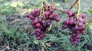 Виноград Невеста