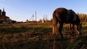 КАК МЫ ЛОШАДЬ ПОКУПАЛИ...КОБЫЛА С БОЙНИ И НАШИ ПЕРВЫЕ ЛОШАДИ.