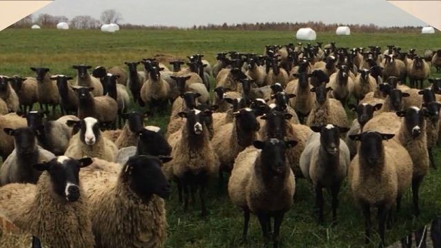 Романовские овцы | Преимущества и недостатки романовской породы овец | Овцеводство смотреть онлайн