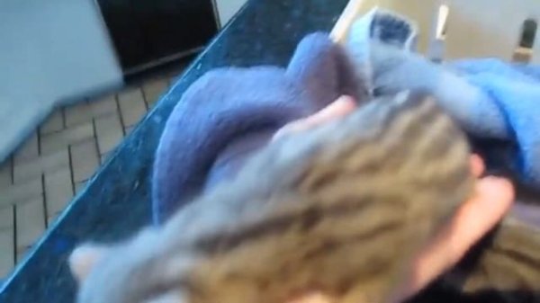 Домашняя генета