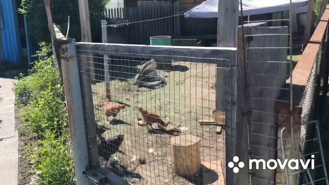 В гостях у родителей🌺🌹🌸 обзор сада😊👍 смотреть онлайн