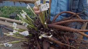 Выращивание пионов! Подготовка к делению пионов / Сад Ворошиловой