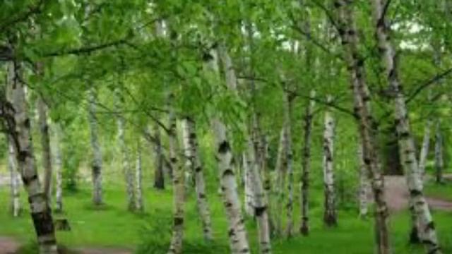 Информация от Божественной Сути Леонида. Сила Рода и Березы.