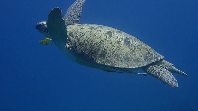 #greenturtle #turtle #redsea #egypt #padi #love #tauchen #ceeport #grateful #diving #olympus #tg6 смотреть онлайн