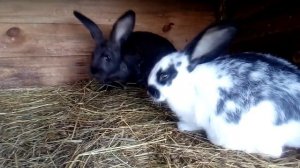 выбираем КРОЛИКА для хозяйства ПОРОДИСТОГО иль ПОМЕСЬ