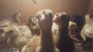 Индюшата от 0 до месяца. Мой опыт содержания, кормления. Часть 1