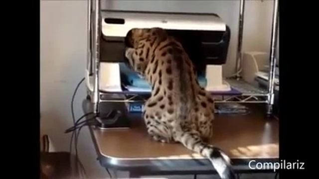 Прикол "Кот и принтер" смотреть онлайн