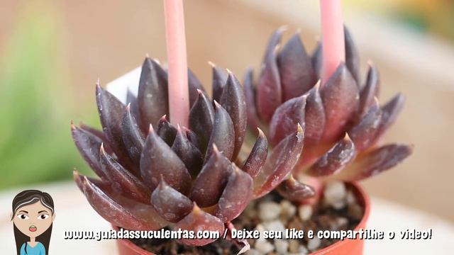 Echeveria Affinis: Tudo Sobre Essa Suculenta