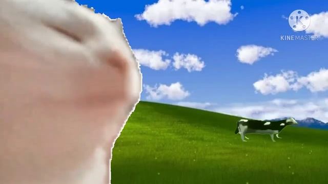 польский кот и польская корова танцуют на обоях windows xp смотреть онлайн
