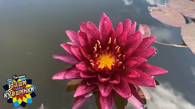 Нимфея Anantachai (Анантачай) кувшинка, waterlily, водные растения, пруд смотреть онлайн