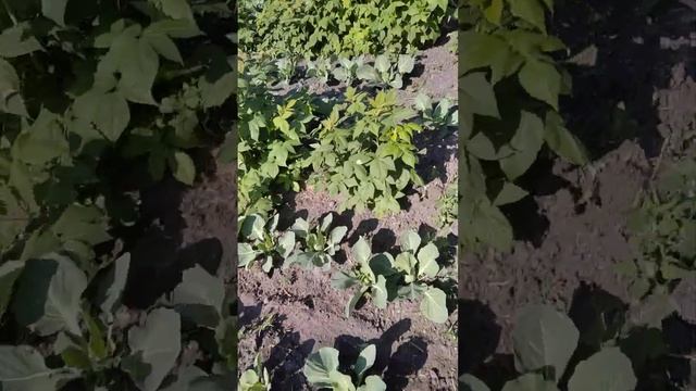 малина, ежевика смотреть онлайн