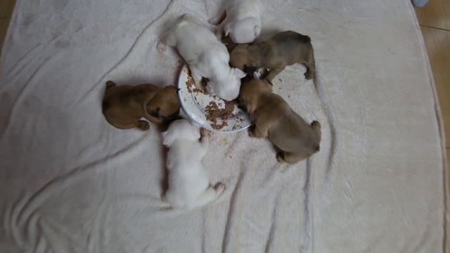 Первый прикорм щенков/ Французский Бульдог/ First Lure Puppies/ Frenchbulldog