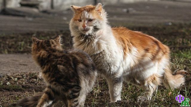 Молодой КОТ не помнил добра и, когда окреп, ПРОГНАЛ со двора своего СТАРОГО приемного ОТЦА… смотреть онлайн