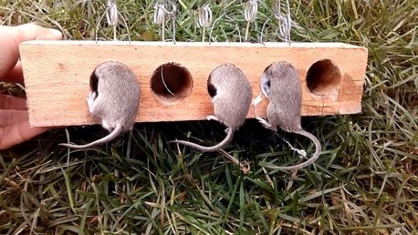 Самая крутая мышеловка! mousetrap!