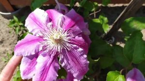 Клематис Доктор Руппель. Первое цветение.