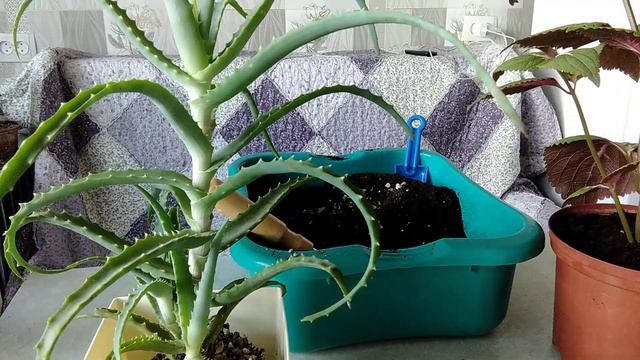 Пересадка комнатных цветов (05.08.2021)