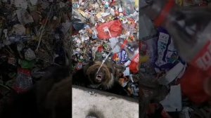 спасение медведя с мусорной ямы