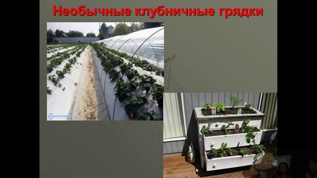 Выращивание земляники и клубники