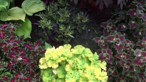 Колеусы Германа Новомодного  2019.