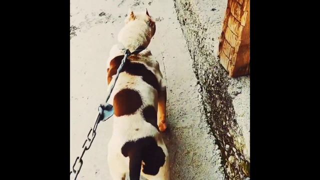 Online Itlar Bozori 2021 | ОНЛАЙН ИТЛАР БОЗОРИ 🦮