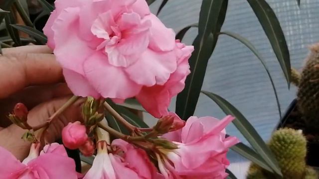 Олеандр. смотреть онлайн