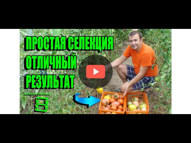 КАК ПОЛУЧИТЬ СУПЕР УРОЖАЙ? ЭЛЕМЕНТАРНАЯ СЕЛЕКЦИЯ. САД (ОГОРОД) И ТЕПЛИЦА смотреть онлайн