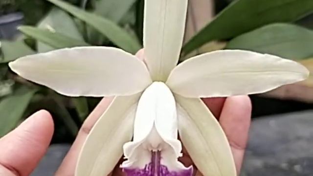 Cattleya intermedia var Coerulea смотреть онлайн